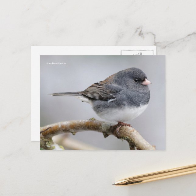 Mörk-Eyed Junco Sparrow Songbird ion Träd Vykort (Fram/Back In Situ)