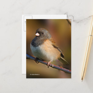 Mörk-Eyed Junco Sparrow Songbird on a Limb Vykort