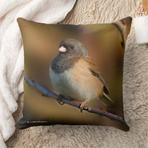 Mörk-Eyed Junco Sparrow Songbird på Gren Kudde