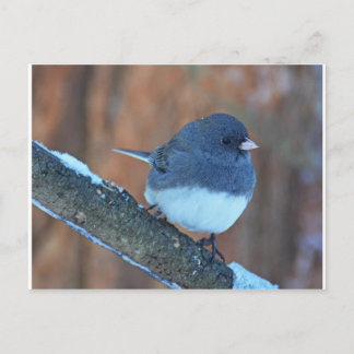 Mörk Eyed Junco Sparrow Vykort