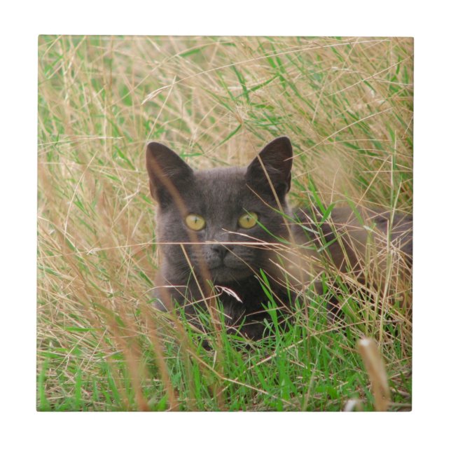 Mörk Grått Cat Peekout från Tall Grass Kakelplatta (Framsidan)