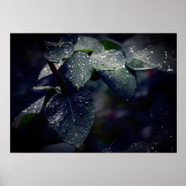 Mörk grönt Löv och regndroppar Poster