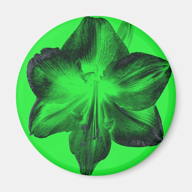 Mörk grönt om Ljust grönt Amaryllis Magnet (Framsidan)