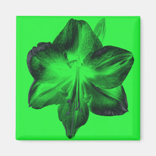 Mörk grönt om Ljust grönt Amaryllis Magnet