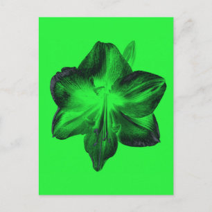 Mörk grönt om Ljust grönt Amaryllis Vykort