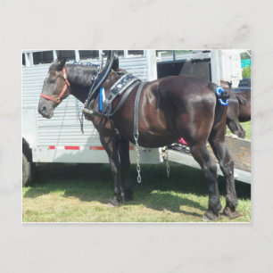 Mörk Horse Vykort