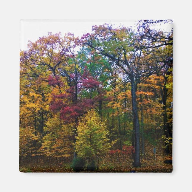 Mörk - höstskog magnet (Framsidan)