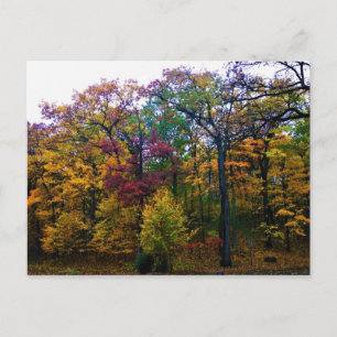 Mörk - höstskog vykort