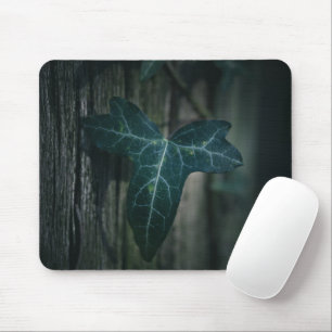 Mörk Ivy Löv Nature Photo Musmatta