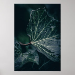 Mörk ivy Löv naturfoto Poster