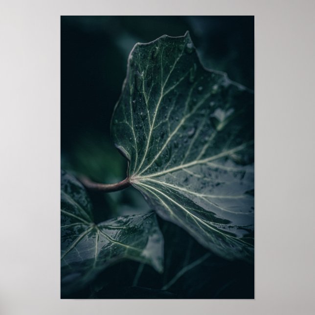 Mörk ivy Löv naturfoto Poster (Framsidan)