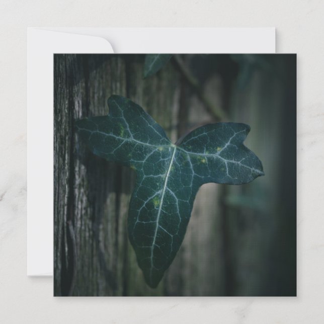 Mörk Ivy Löv-naturfotokort (Framsida)