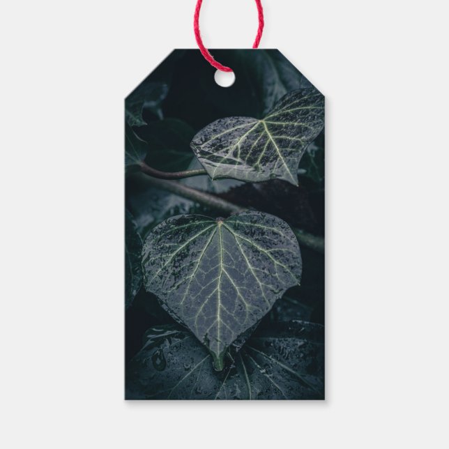 Mörk Ivy Nature Photo Presentetikett (Framsidan)