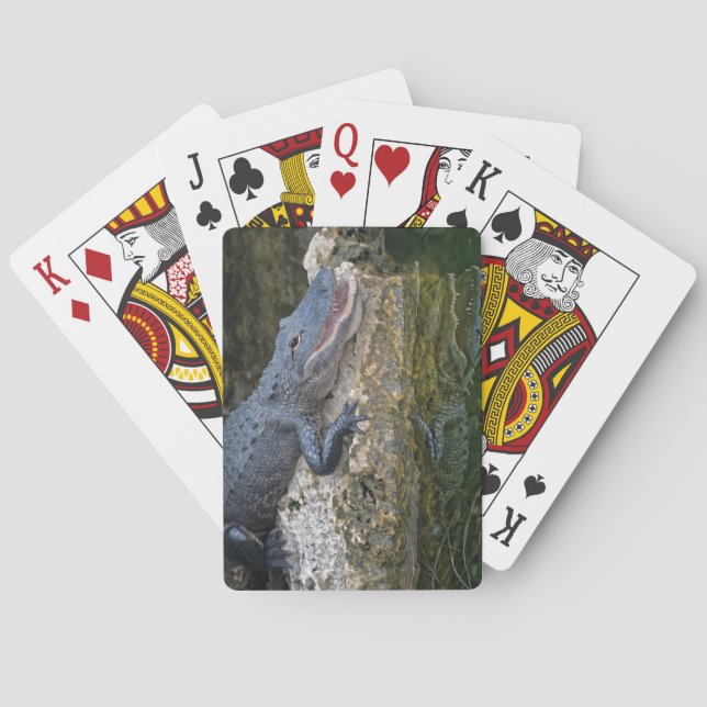 Mörk Krokodil med tydlig reflektion i Vatten Casinokort (Baksidan)