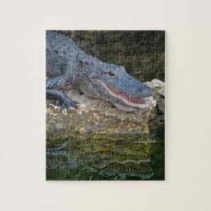 Mörk Krokodil med tydlig reflektion i Vatten Pussel