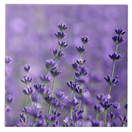 Mörk Lila Lavender Flowers Kakelplatta
