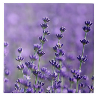 Mörk Lila Lavender Flowers Kakelplatta