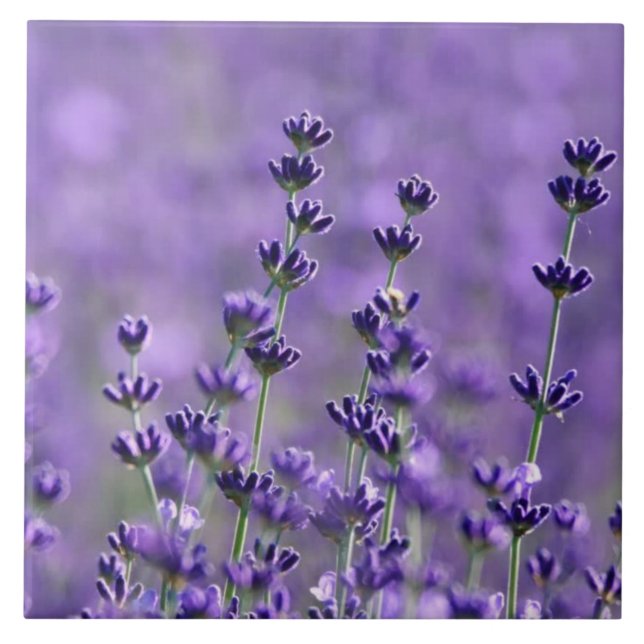 Mörk Lila Lavender Flowers Kakelplatta (Framsidan)