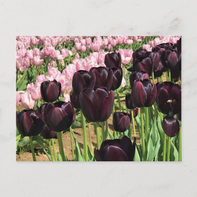 Mörk Lila och Rosa Tulips Vykort (Framsida)