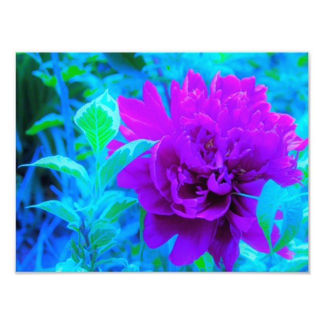 Mörk Lila Peony med Vacker Weigela-lövverk Fototryck (Framsidan)