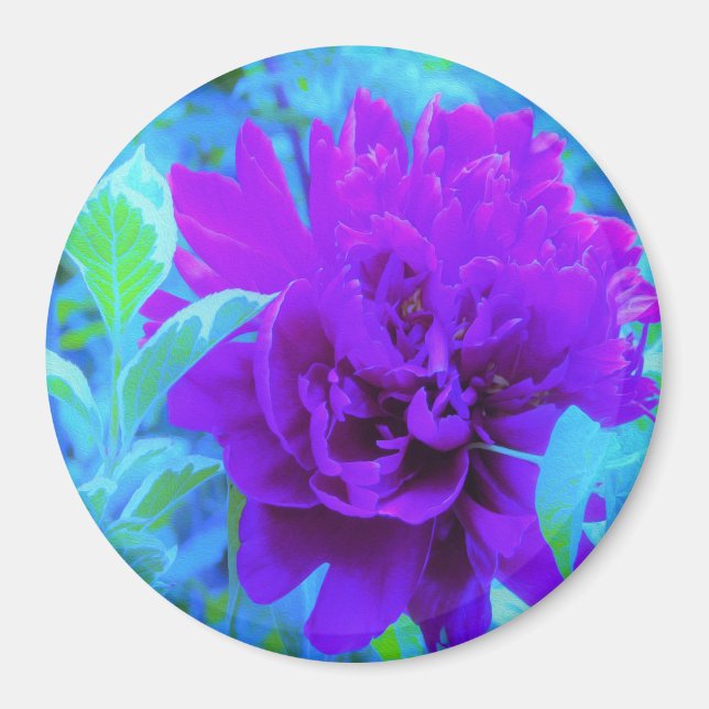 Mörk Lila Peony med Vacker Weigela-lövverk Magnet (Framsidan)