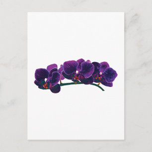 Mörk Lila Phalaenopsis Orchids Vykort