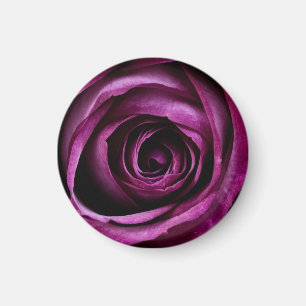 Mörk lila ros närbild magnet