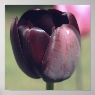 Mörk Lila Tulip Flower Poster