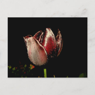 Mörk Lila Tulip Vykort