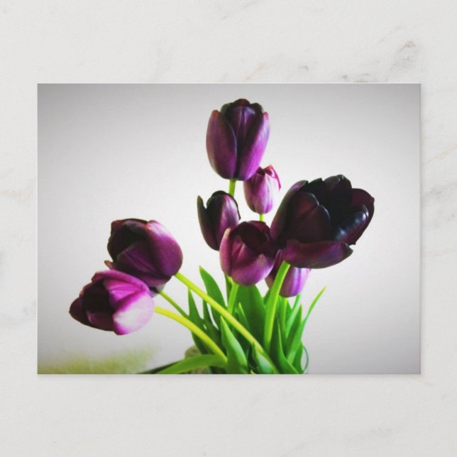 Mörk Lila Tulips Vykort (Framsida)
