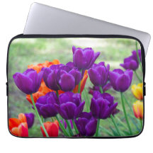 Mörk lila tulpaner på en solig dag i trädgården