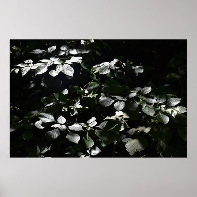 Mörk Löv Poster (Framsidan)