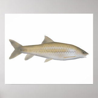 Mörk Mahseer Poster
