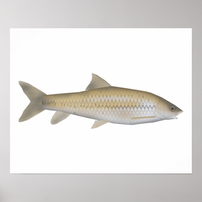 Mörk Mahseer Poster (Framsidan)