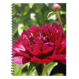 Mörk Maroon velvet peonies Anteckningsbok