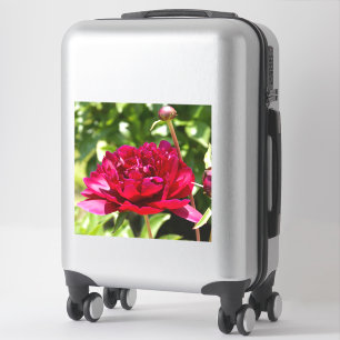 Mörk Maroon velvet peonies Klistermärken