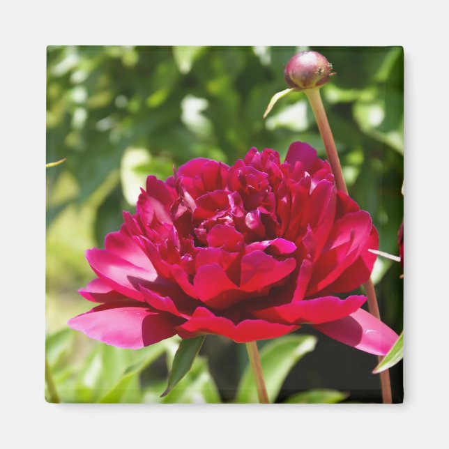 Mörk Maroon velvet peonies Magnet (Framsidan)