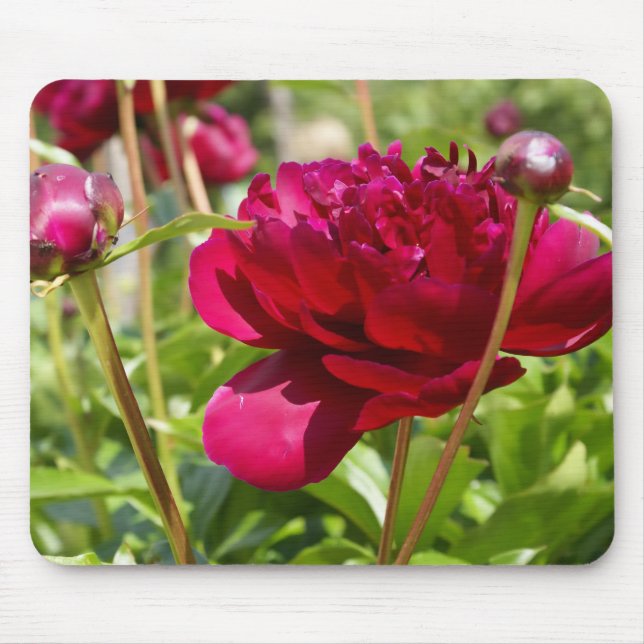 Mörk Maroon velvet peonies Musmatta (Framsidan)