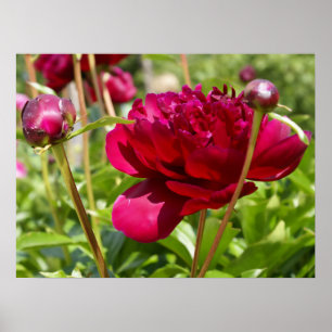 Mörk Maroon velvet peonies Poster