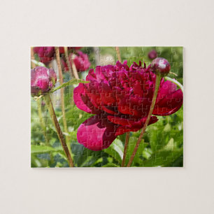 Mörk Maroon velvet peonies Pussel