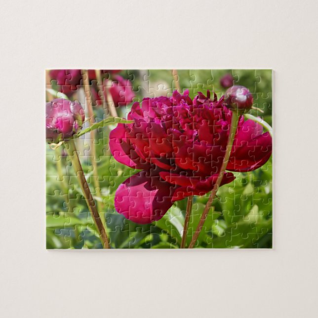 Mörk Maroon velvet peonies Pussel (Horisontell)