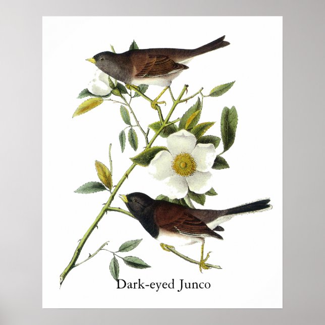 Mörk-ögd Junco - John James Audubon Poster (Framsidan)