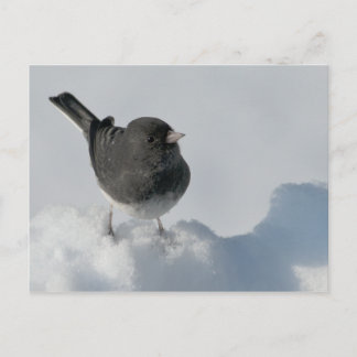 Mörk-ögd Junco Vykort