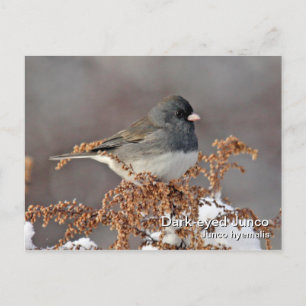 Mörk-ögd Junco-vykort Vykort