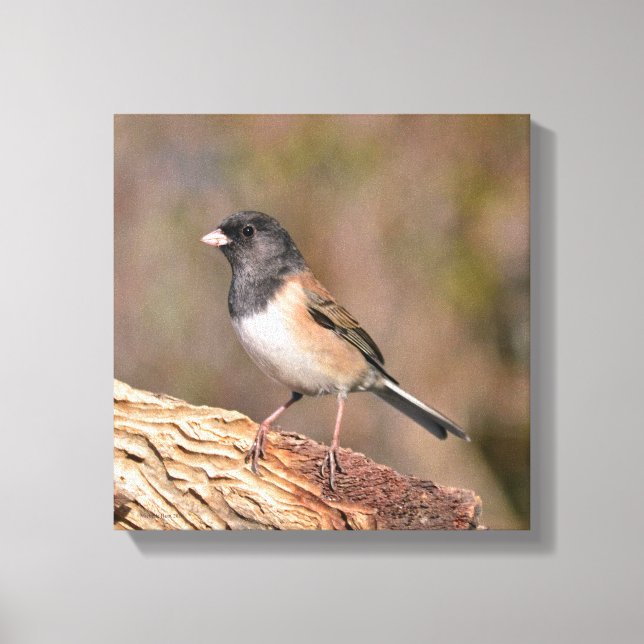 Mörk ögonögd Junco Canvastryck (Framsida)