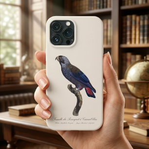 Mörk papegoja, Pionus fuscus