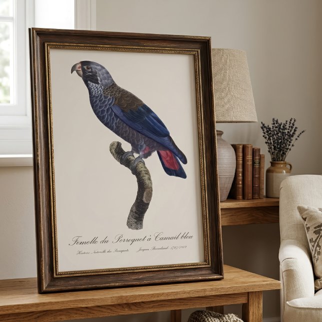 Mörk papegoja, Pionus fuscus Fototryck (Dusky Parrot or Dusky Pionus, Pionus fuscus. Photo Print)
