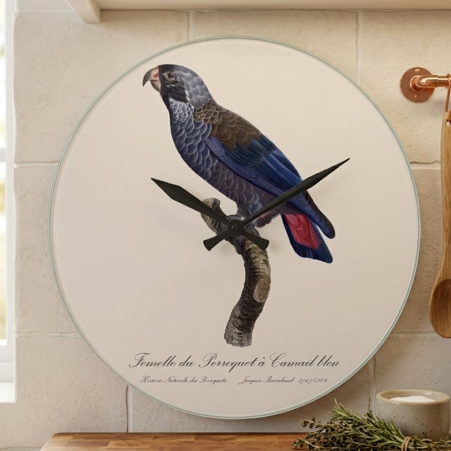 Mörk papegoja, Pionus fuscus Stor Klocka (Dusky Parrot or Dusky Pionus, Pionus fuscus. Large Clock)