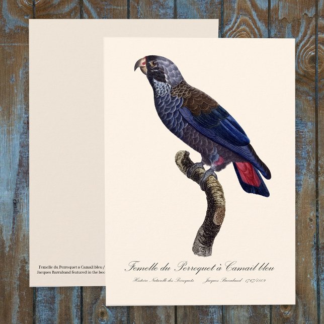 Mörk papegoja, Pionus fuscus Tack Kort (Dusky Parrot or Dusky Pionus, Pionus fuscus. Thank You Card)