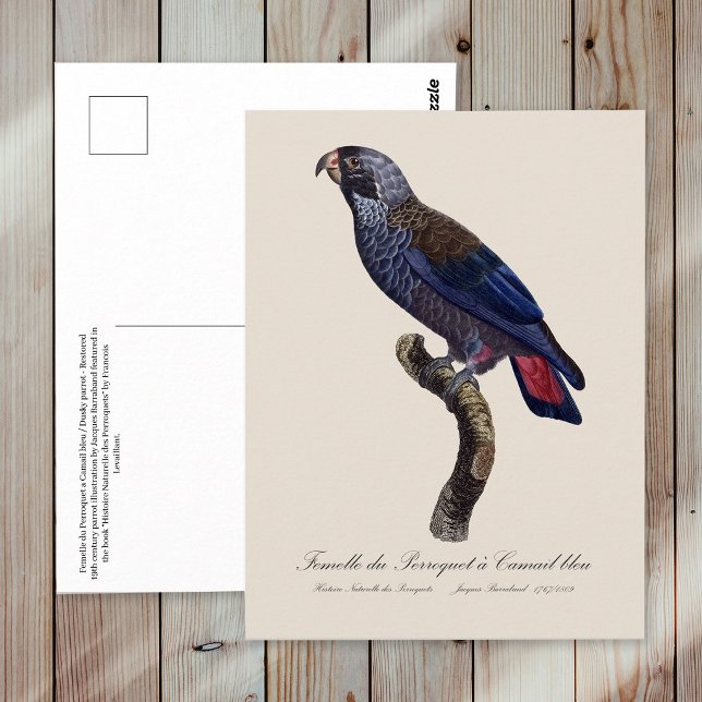 Mörk papegoja, Pionus fuscus Vykort (Dusky Parrot or Dusky Pionus, Pionus fuscus. Postcard)